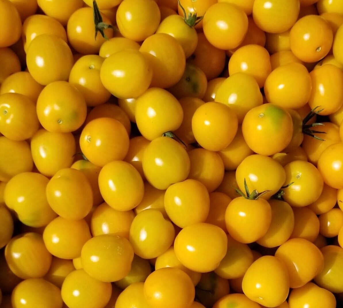 20 Choice Harvest of Fresh New Organic Sunshine Cherry Premium Tomato Seeds-B 71