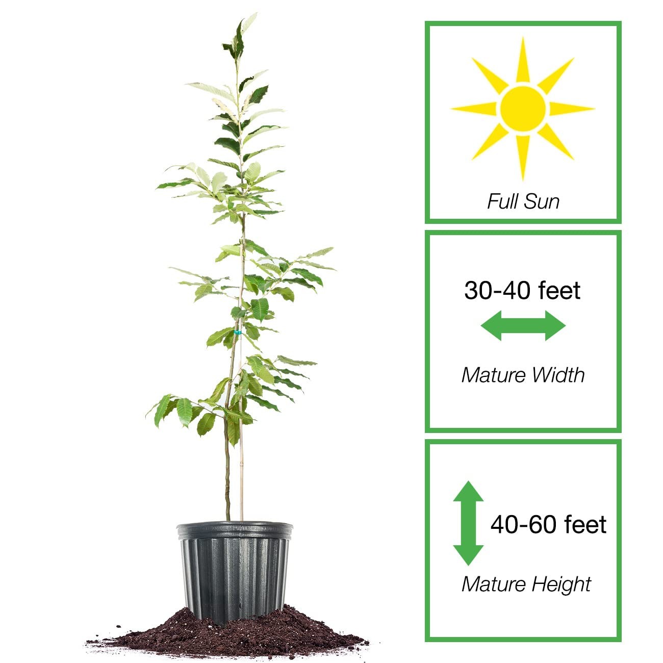 Perfect Plants American Hybrid Chestnut Tree 4-5 Feet Live Trees For Outdoor