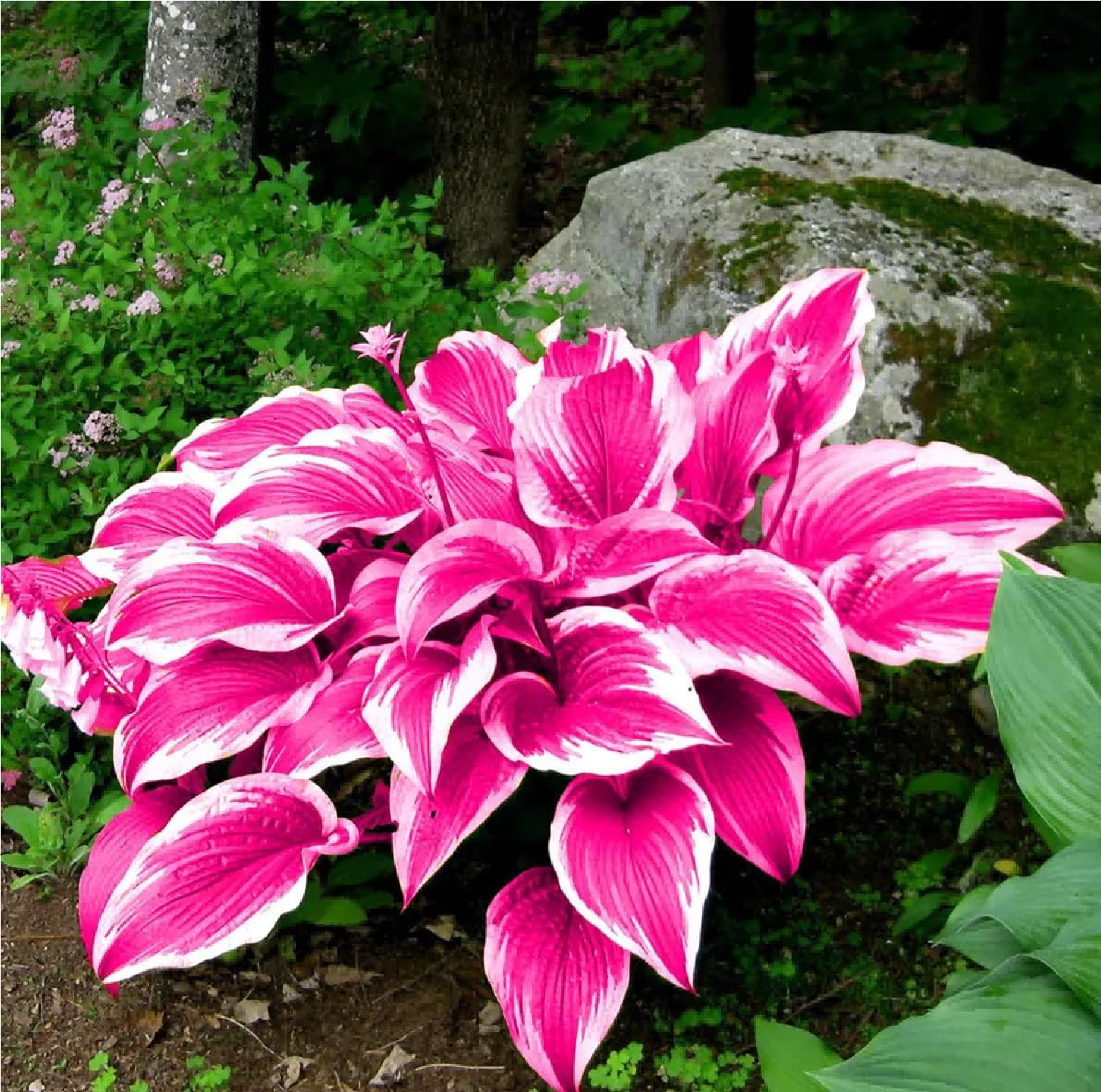 220+ Mixed Color Hosta Seeds for Planting – Hostas Seeds Rare Perennial, Flower