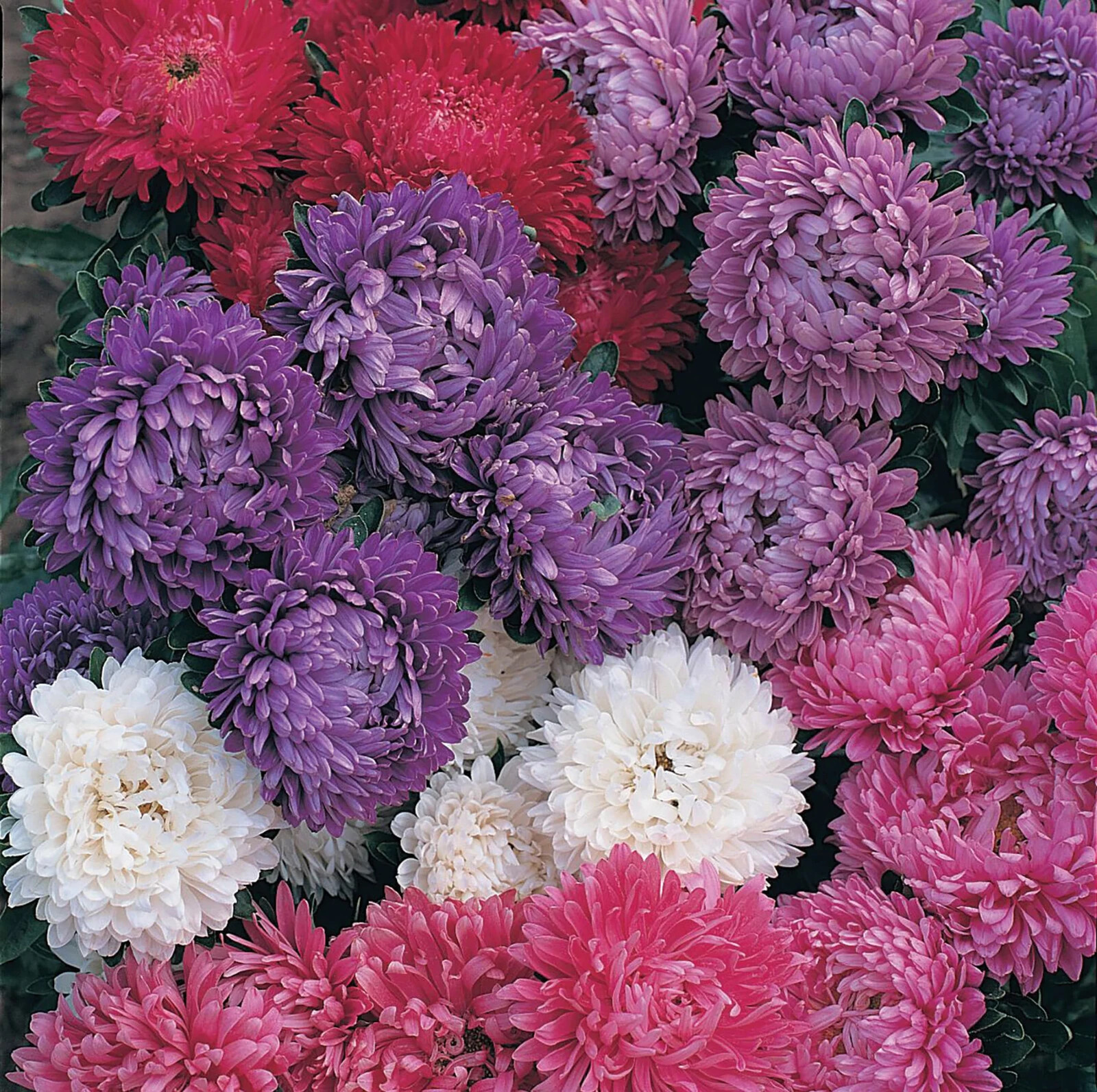 50 Seeds ASTER MILADY MIX Callistephus Dwarf, 10” tall, 3” flowers, fresh