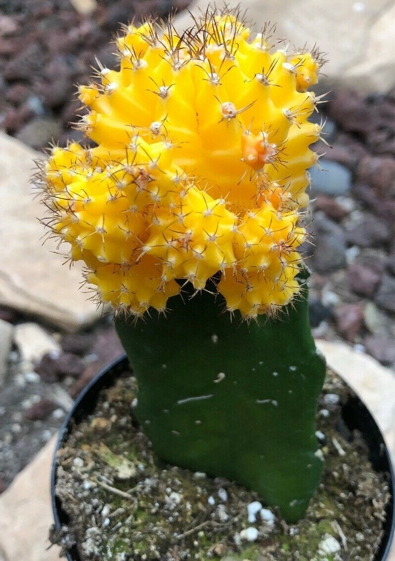 Gyncocaleum Mihanovichii Friedrichii ‘Moon Cactus’ ‘Yellow’, Comes in a 2.5″ Pot