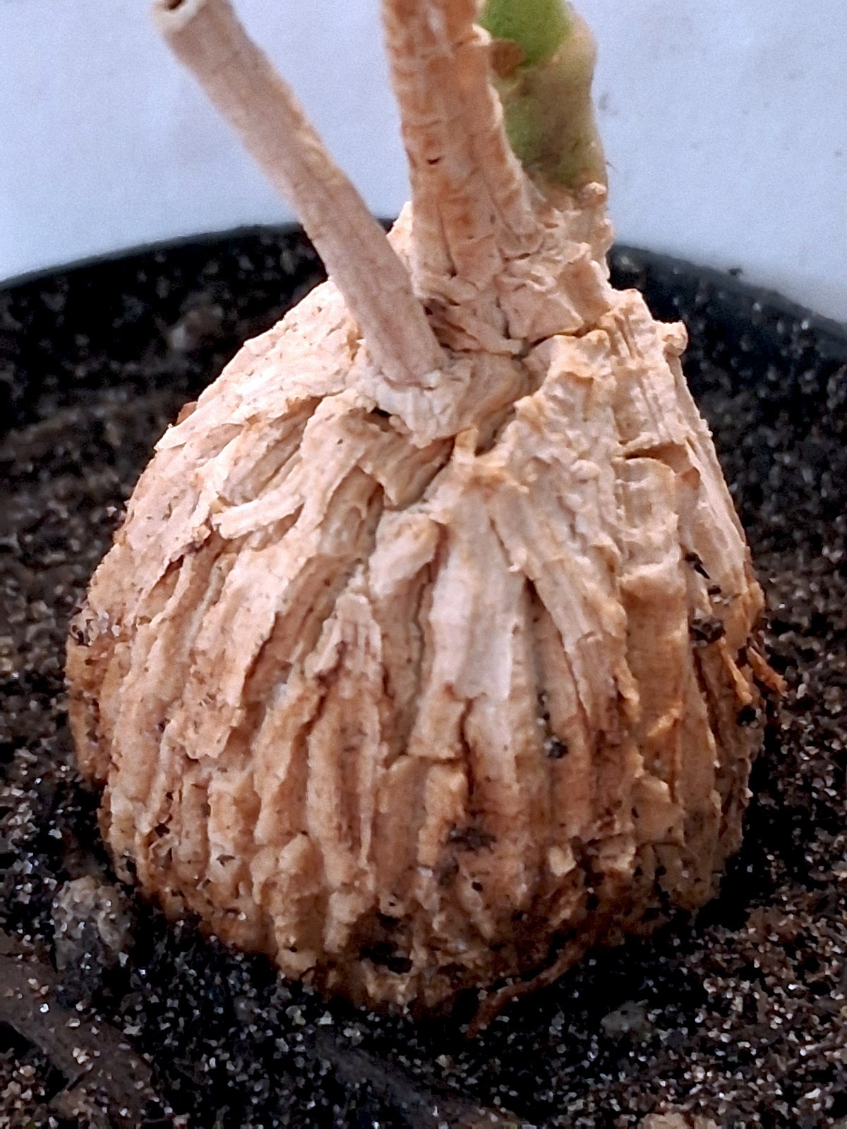 Rare Matelea cyclophylla (Gonolobus cyclophyllus) – Exotic Caudiciform