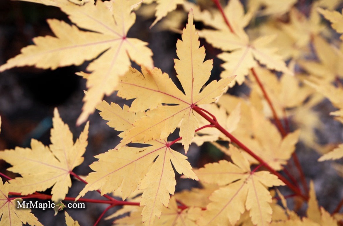 6-12″ tall Acer palmatum ‘Winter Red’ Coral Bark Japanese Maple 1 year old