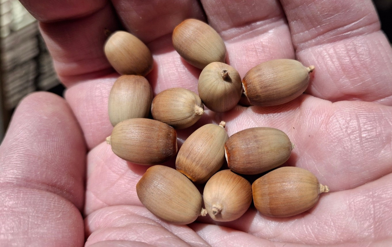 20 count Emory Oak Acorns Fresh July 2025 Hand Picked for Sprouting