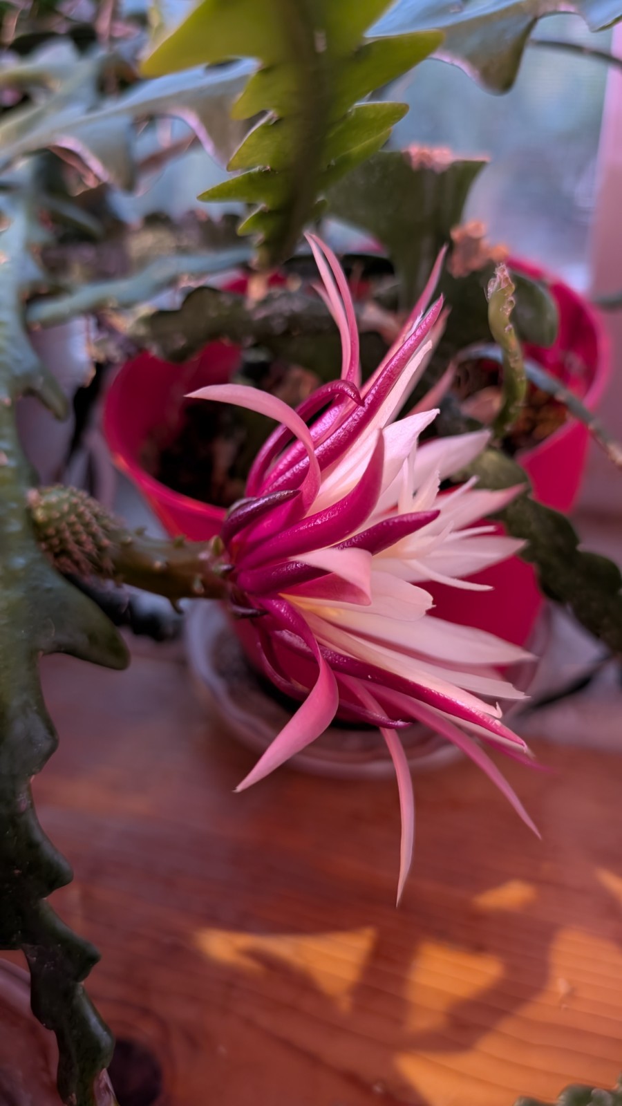 2 Ric Rac Zig Zag Fishbone Cactus 5″ Two Unrooted Cuttings 5 inches from Arizona