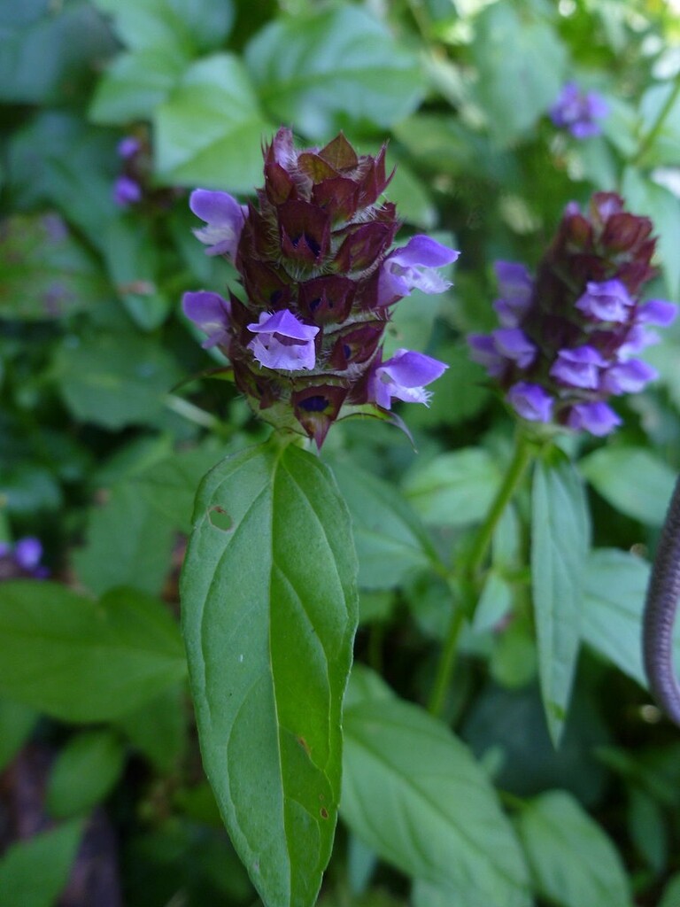 Heal All Seeds, Self Heal, Dragon Head, Heart of the Earth, FREE SHIPPING