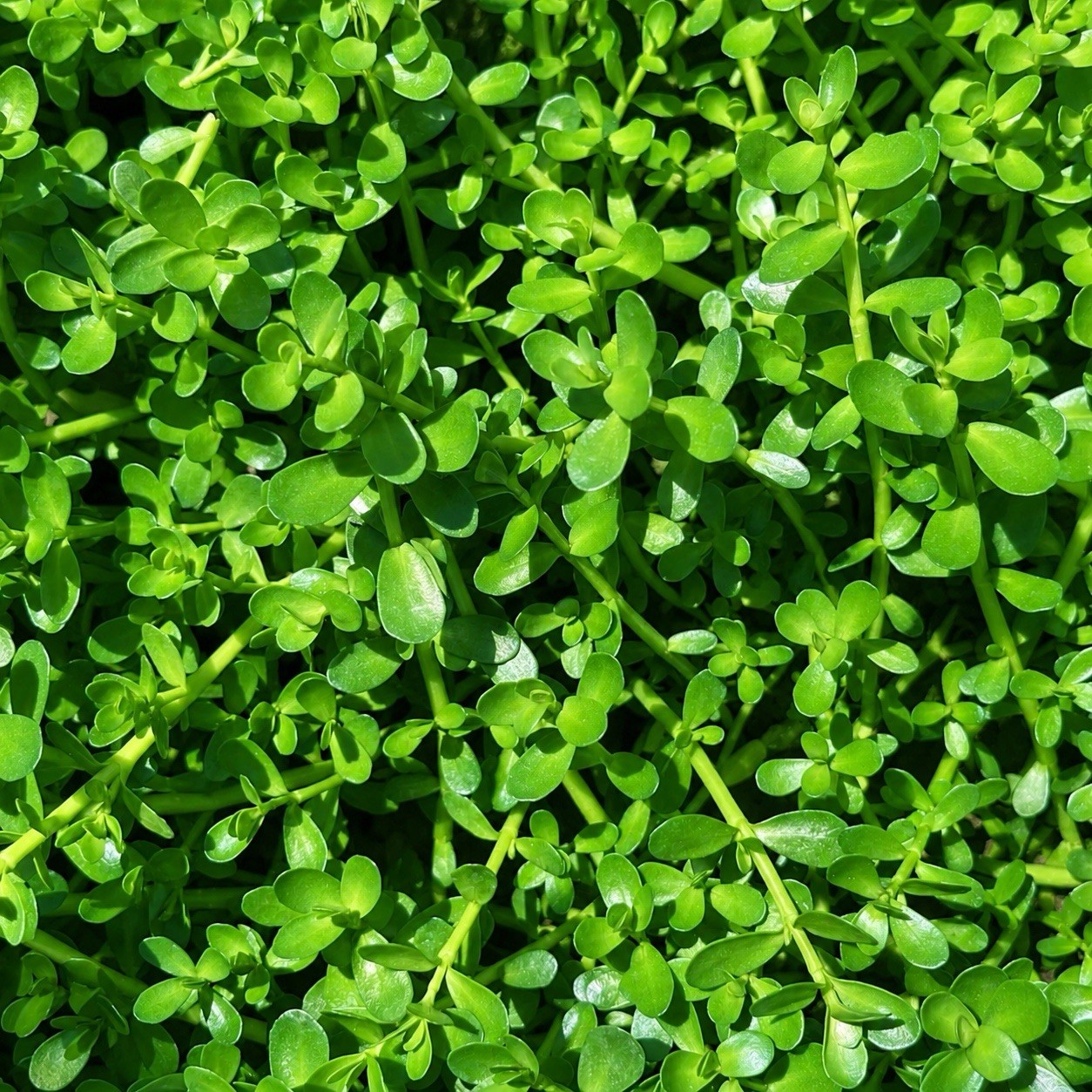 Combo: Bacopa Live Aquarium Plant & Guppy Grass. Buy 2 Get 1 Free