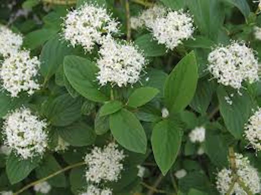 10 Yellow Twig Dogwood Shrub 12-24″ Tall Cornus sericea Flaviramea Landscape