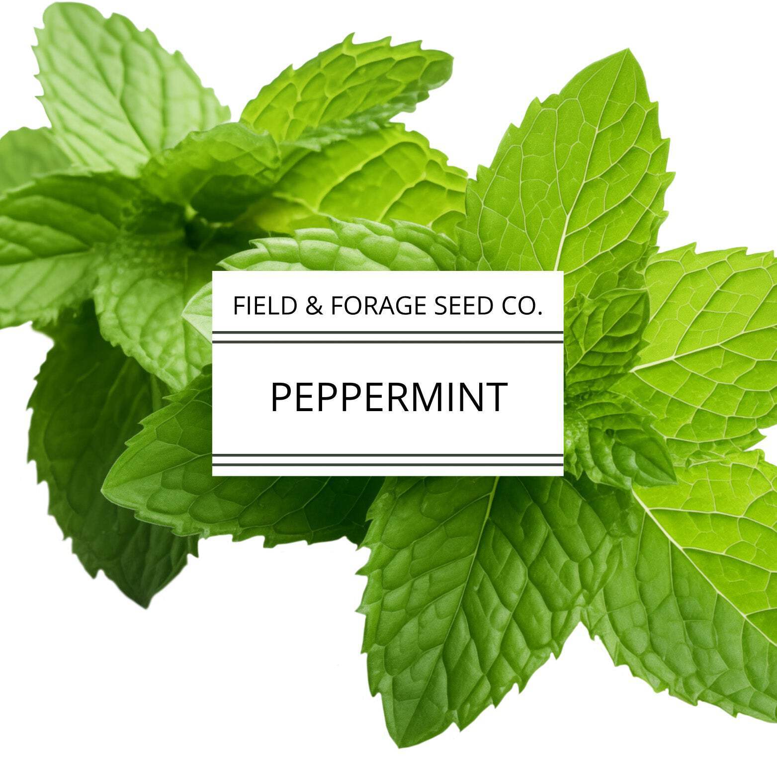Peppermint | Mentha piperita | Heirloom | Non-GMO | 200 Seeds