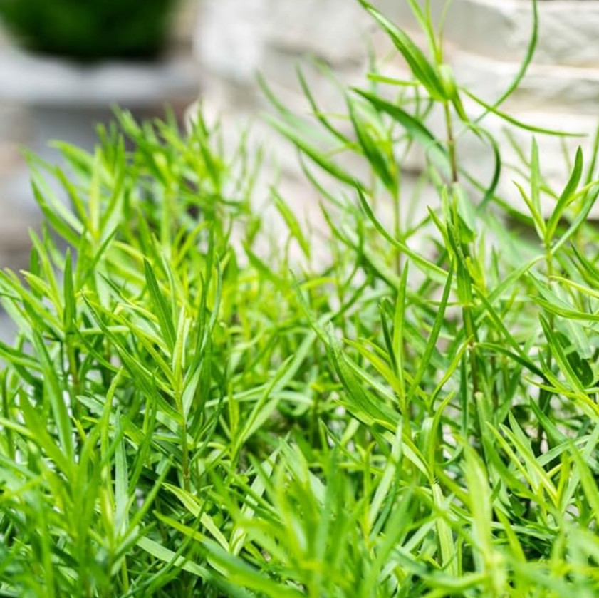 2 Live French Tarragon Herb Plugs – 2–5″Tall – Aromatic, Culinary & Easy to Grow