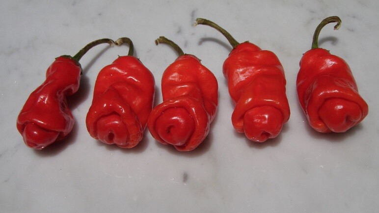 10 seeds red Peter Pepper Heirloom Very Hot XXX rare chili funny & unique gift!