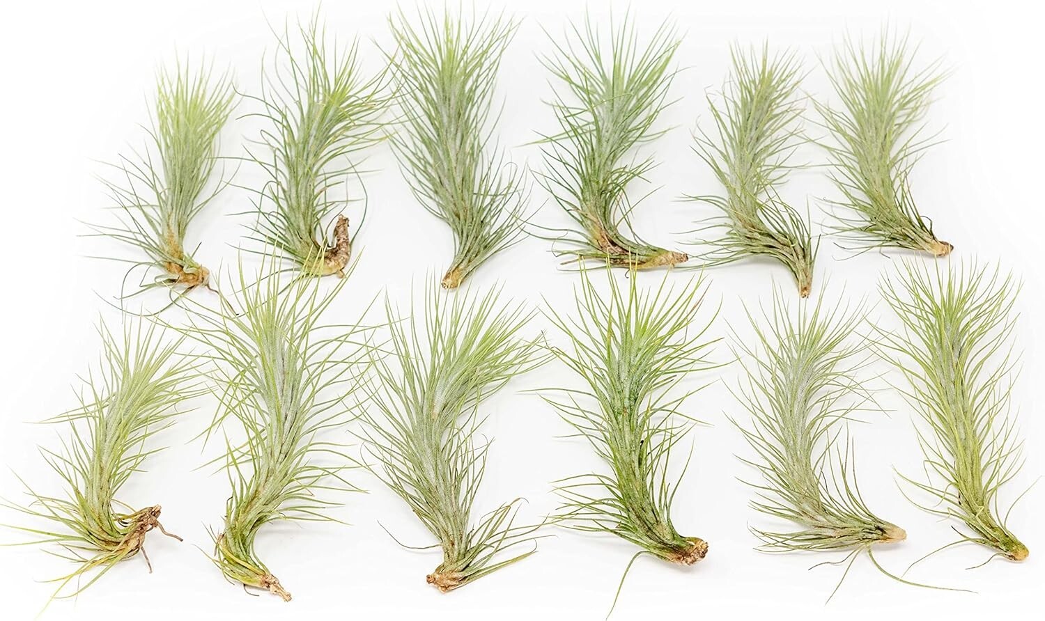 Air Plant Funkiana Tillandsia – Live Succulent – Easy Care Indoor and Outdoor