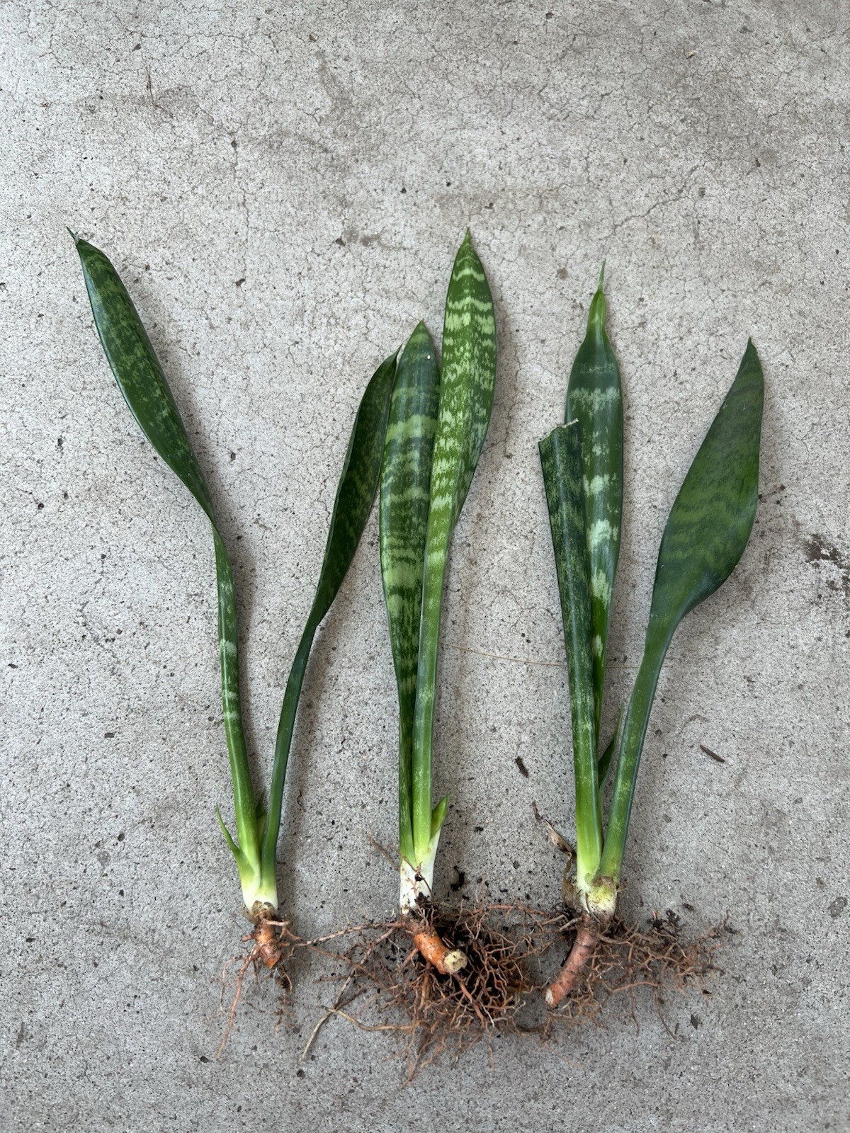3pcs Snake Plant With Roots Mother-In-Law’s Tongue Sanseveria Live Plant 12”
