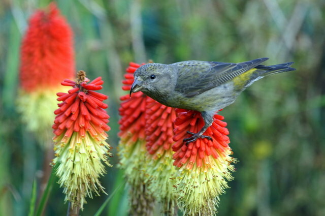 RED HOT POKER 100 SEEDS, ORANGE AND YELLOW FLOWERS. KNIPHOPHIA, TORCH LILY