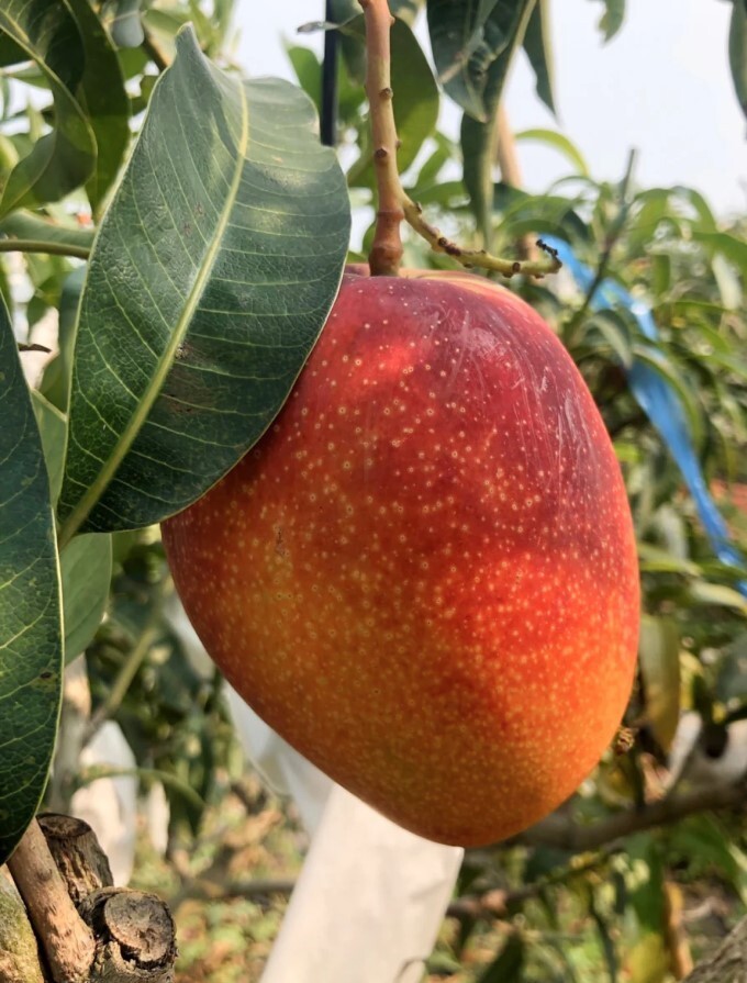 Irwin Dwarf Mango Starter Live Plant – 10-14″ Tall – Red Mango Tropical Fruit