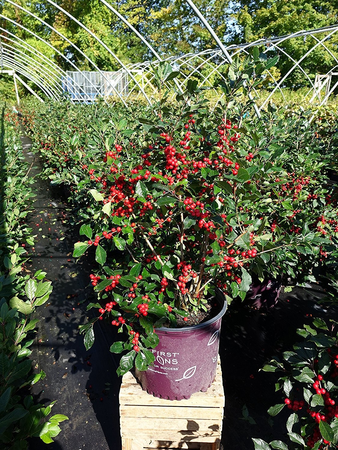 Green Promise Farms First Editions – Ilex Verticillata Wildfire Winterberry