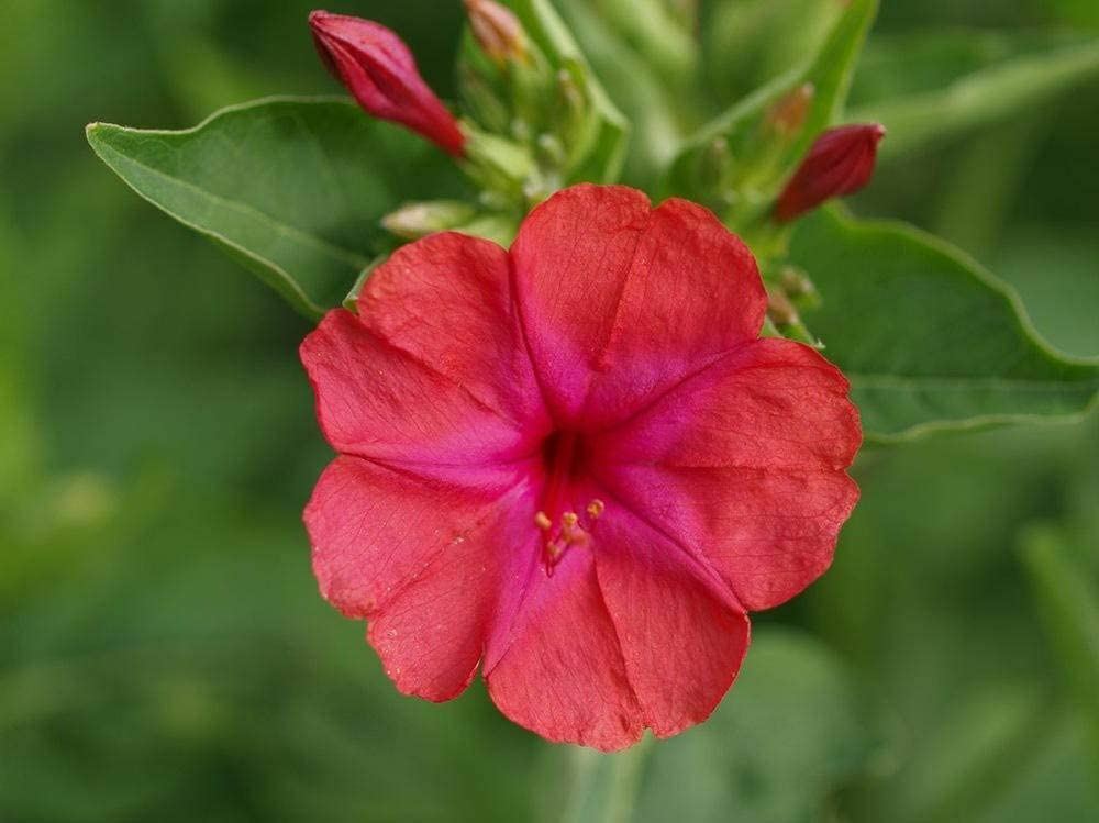 Four O’ Clock Red Flower Seeds, “COOL BEANS N SPROUTS” Brand. Home Gardening.