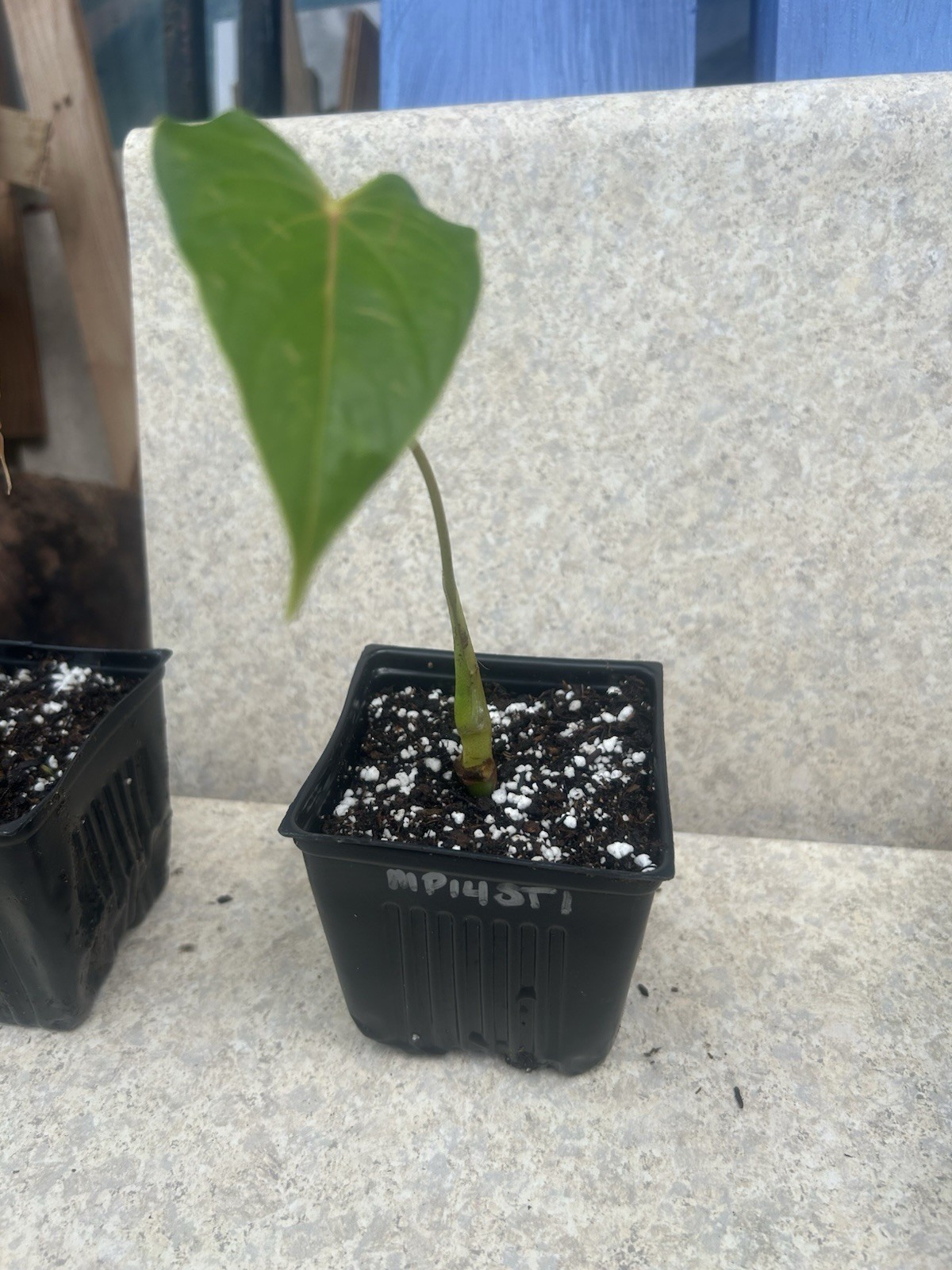 Anthurium Tropical Potted Seedling Green Broadleaf Indoor Medium Sun Houseplant