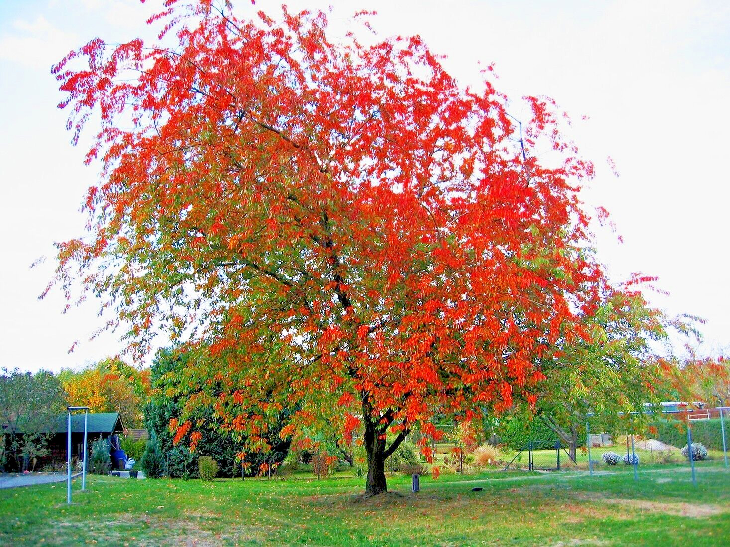 Wild Black Cherry Tree | Premium Seeds | Prunus serotina ‘Spring’ | Plants’®