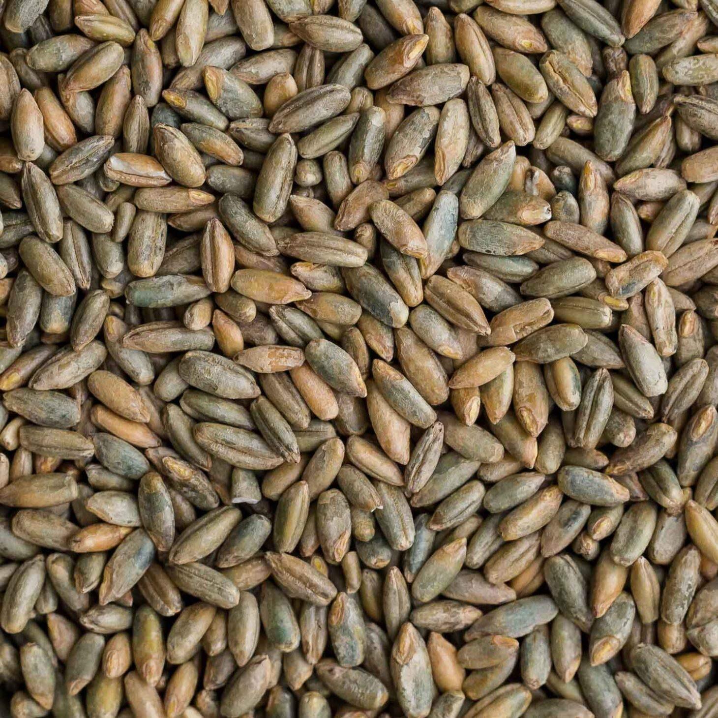 CZ Grain 25 Pounds Signature Rye Berries – High in Fiber and Iron – 25 LB Bag of