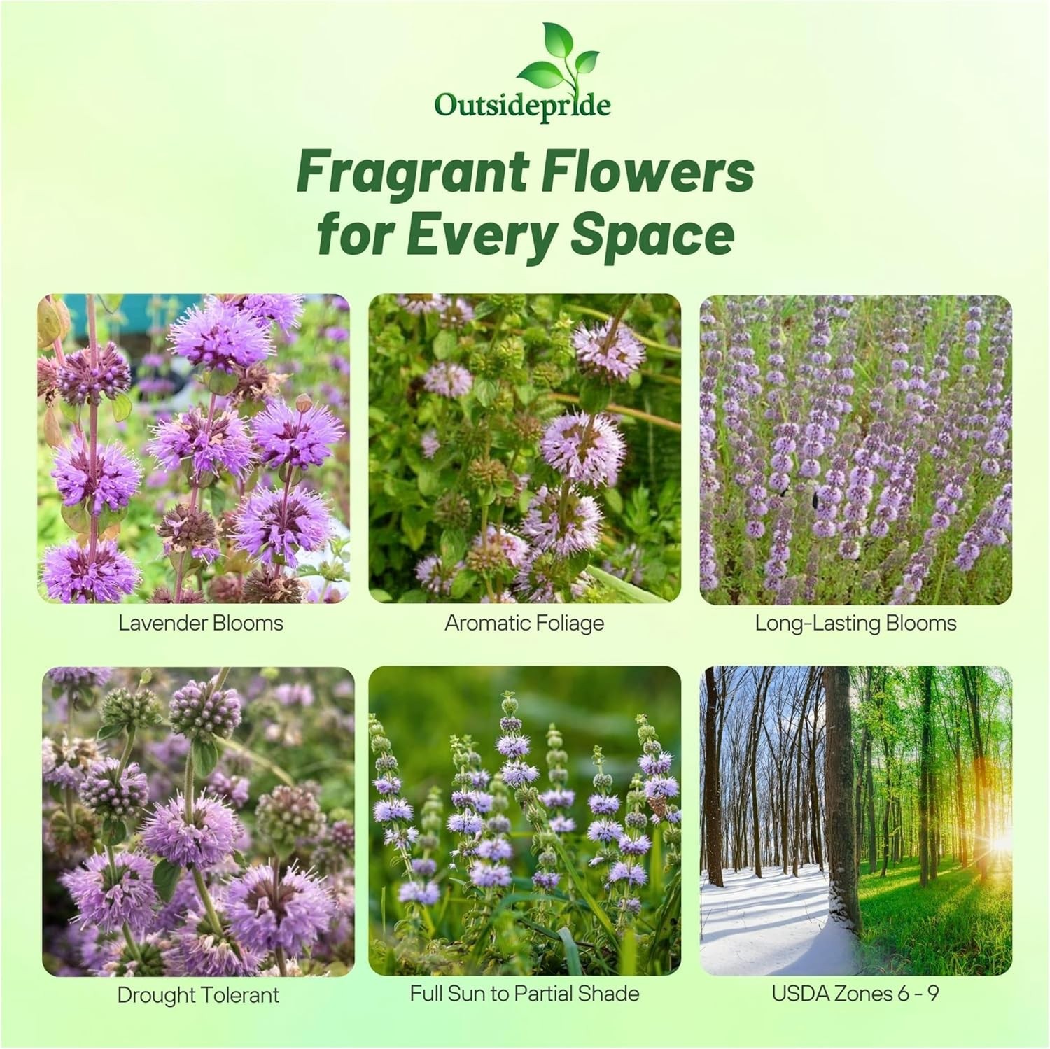 10000 Seeds Pennyroyal Flower Seeds – Mentha Pulegium Pennyroyal Seeds
