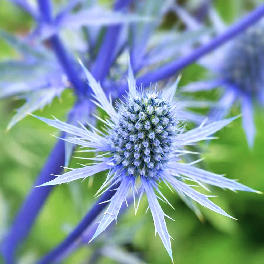 Sea Holly Seeds | Blue Thistle Eryngium Eryngo Flower Seed 2024 Fast Shipping