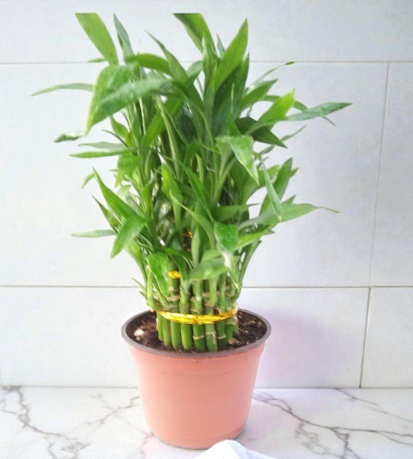 3 Tier Lucky Bamboo Live Plant 4-6-8″ Inches Feng Shui In 6″ Pot Indoor Plant