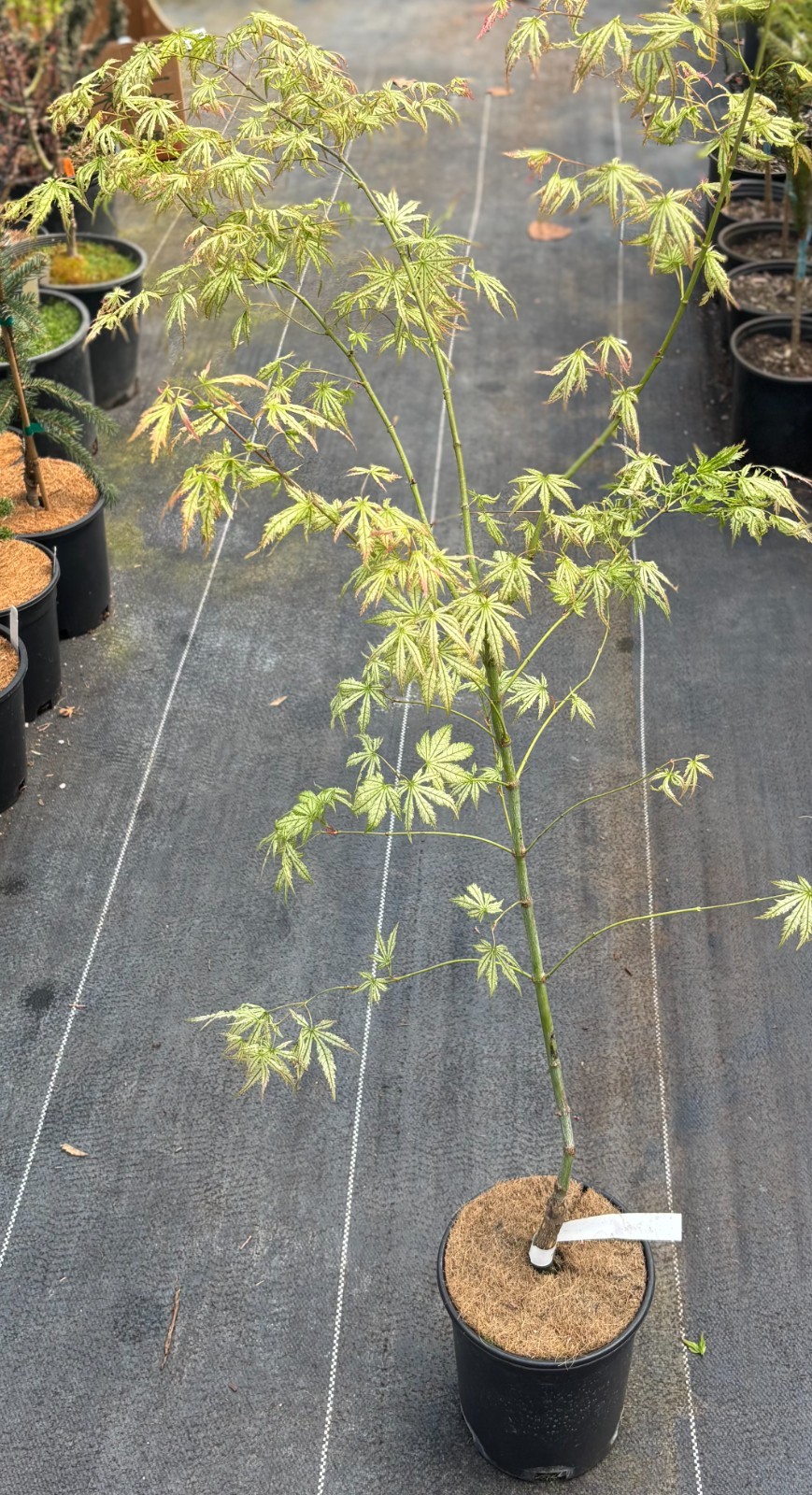Acer palmatum ‘Spring Blast’ (Spring Blast Japanese Maple)