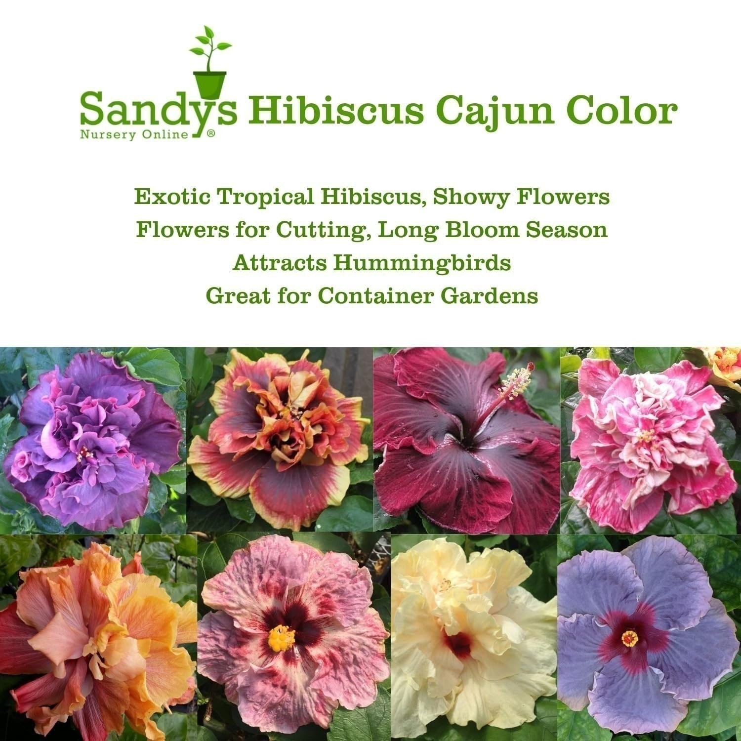 Hibiscus Cajun Color Live Plant BlackBerry Jam Starter Plant