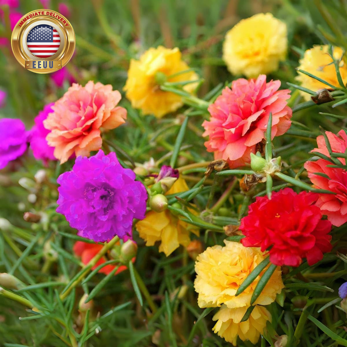 10000+ Portulaca Grandiflora Moss Rose Seeds Mixed Color Spreading for Planting
