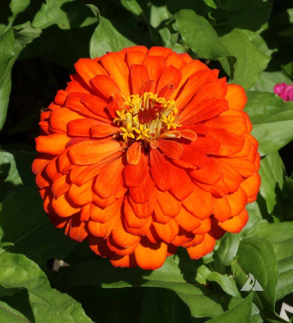 Orange King Zinnia Seeds Zinnia elegans Free Shipping!