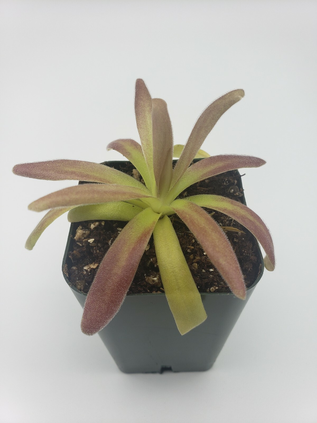 Pinguicula agnata El Lobo x moctezumae- Carnivorous Plant – Butterworts