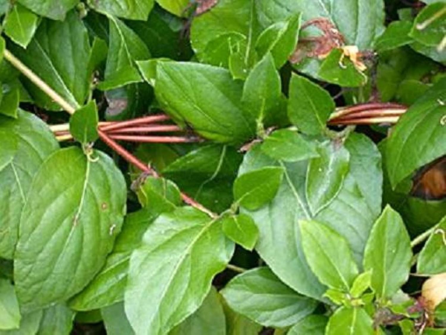 Exact plant Lonicera japonica bonsai (Japanese honeysuckle), 4-5 year old