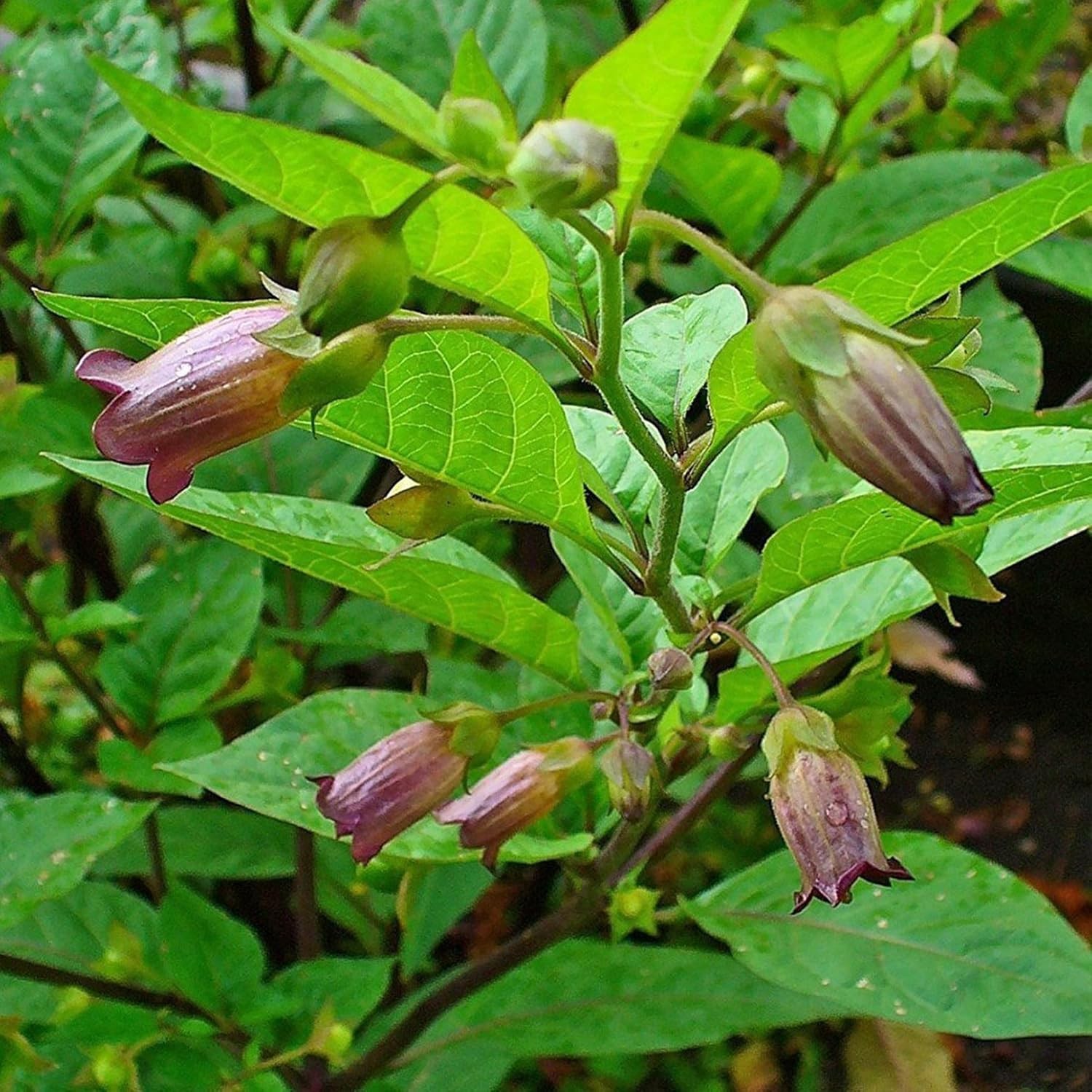 Palm Beach Medicinal Herbs – Belladonna (Atropa Belladonna) – Packet of 30 Seeds
