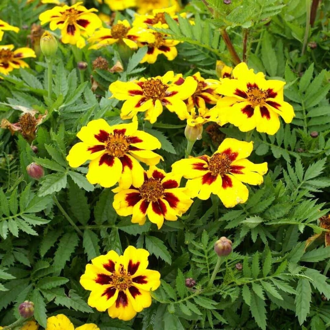 Dainty Marietta Marigold Seeds 150+ DWARF Flower Tagetes Patula USA FREE S&H