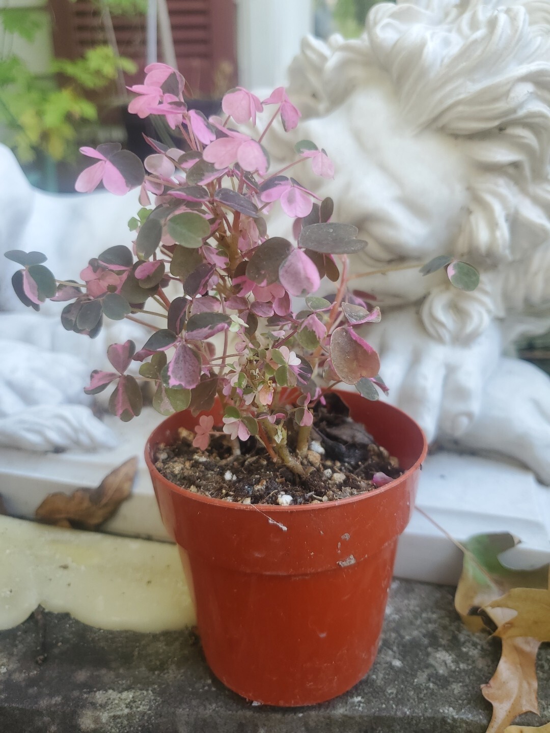 Oxalis Vulxanicola “Lucky” Red Pink Green PURPLE Tricolor In 3″ Pot Live Mini