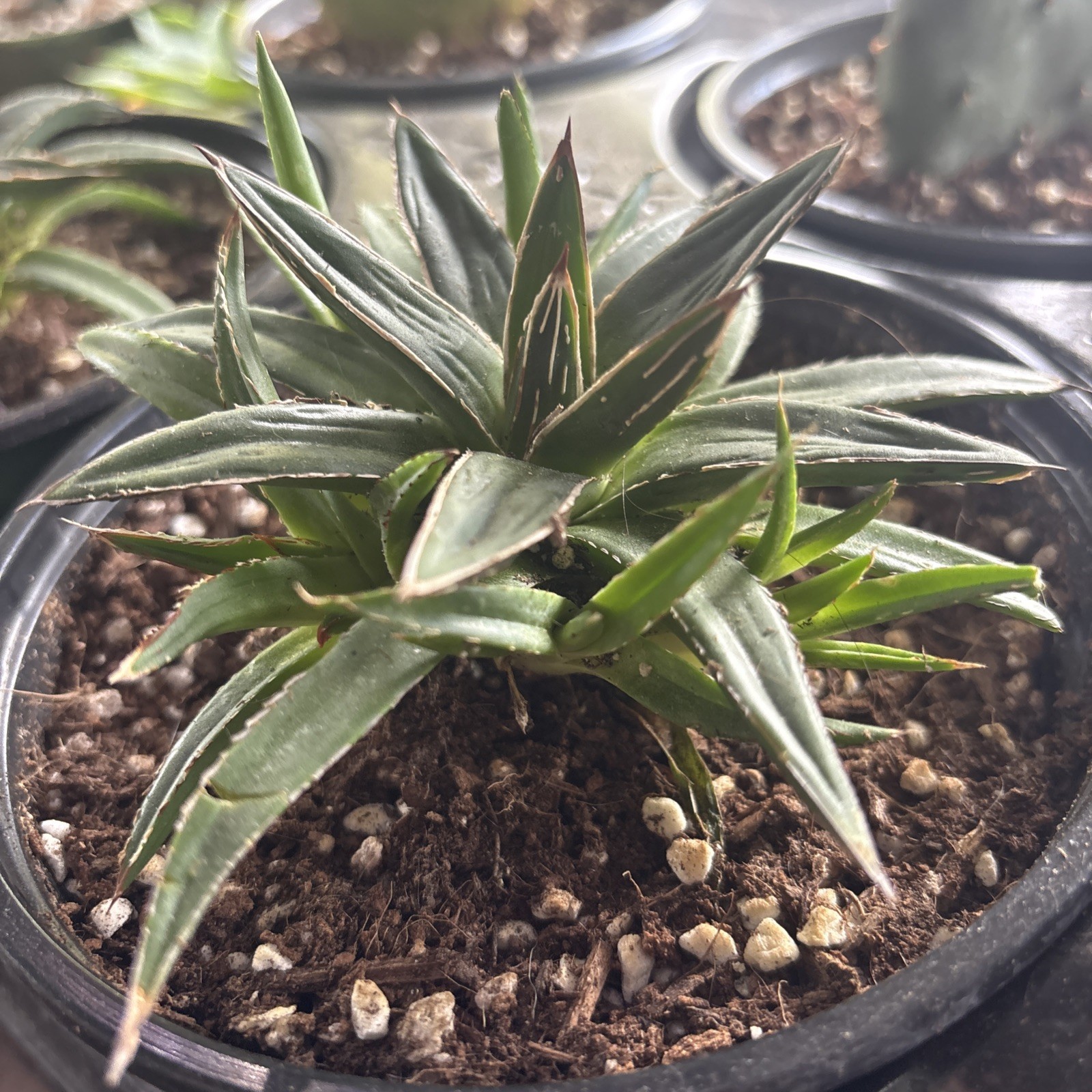 Agave victoriae-reginae potted 6 in pot