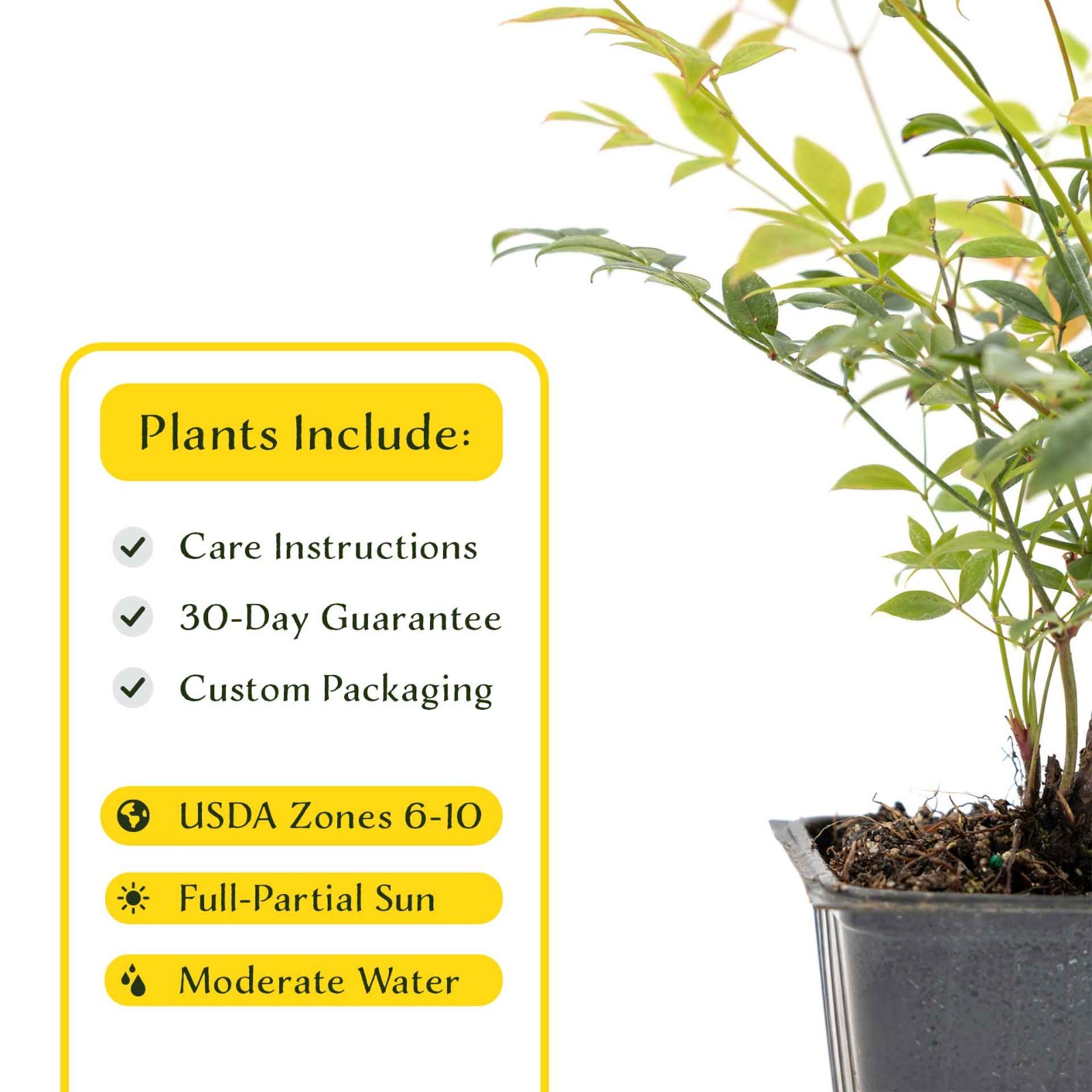 2 Gulf Tide Heavenly Bamboo Plants in 3.5” Cube, Live Red-Tip Shrub (Nandina)
