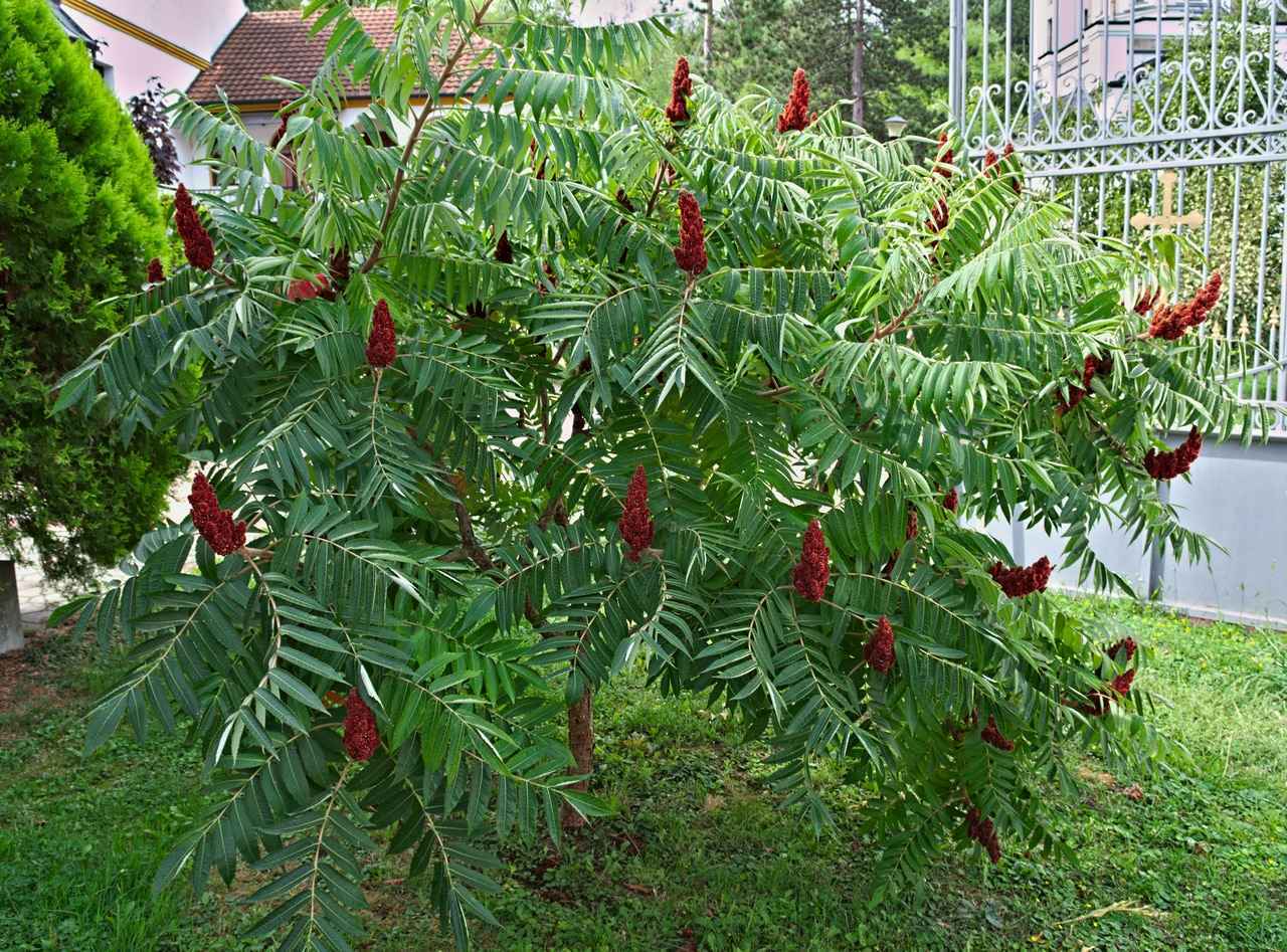 STAGHORN SUMAC Rhus Typhina – 50 SEEDS