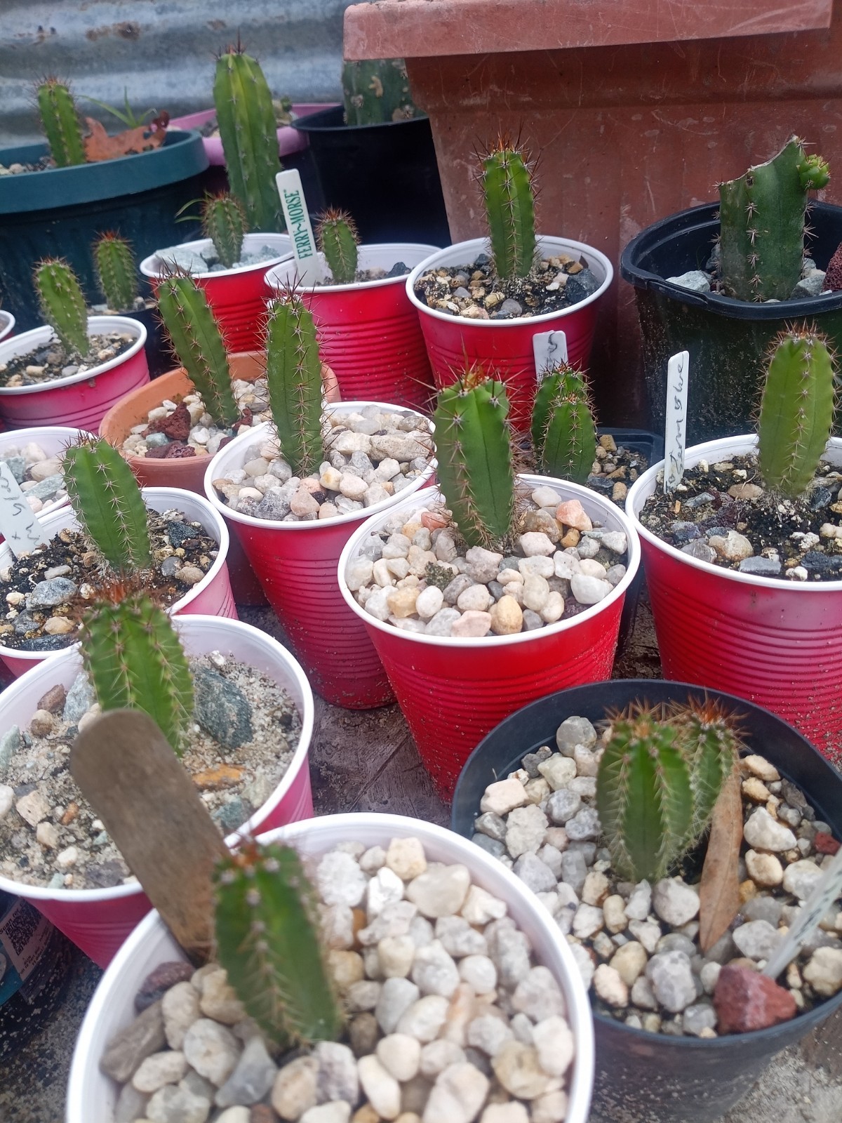 Echinopsis Rare Seed Grown Yearling packs of 5 for 20$?Cultivars In Description