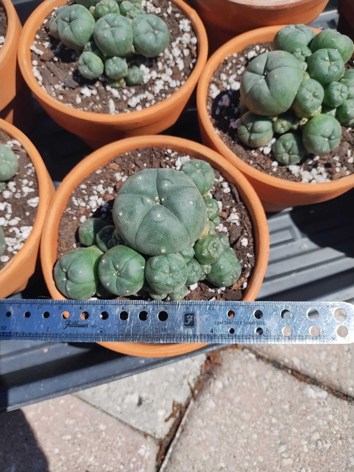 Rare Seed Grown Cactus Clusters 2.75-3.5in Diameter