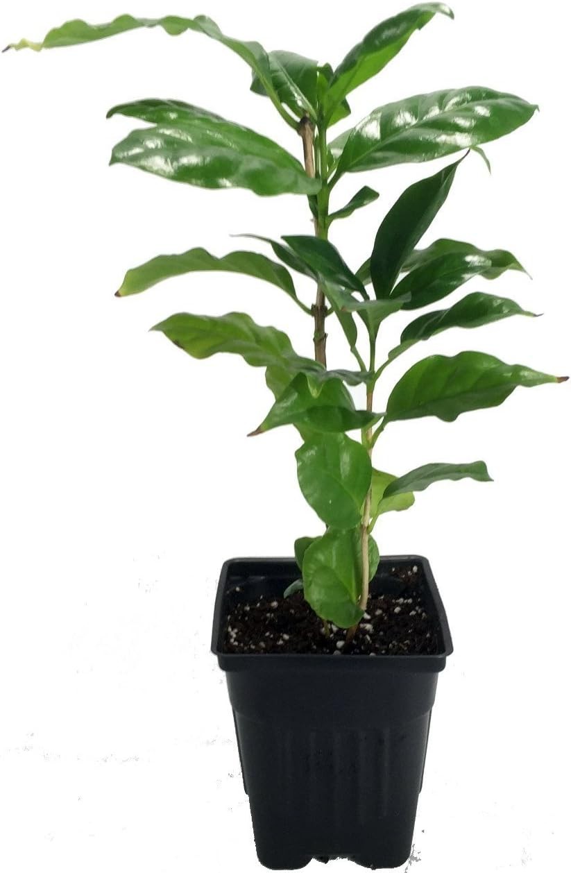 Arabica Coffee Plant In 4″Pot Live Evergreen Housplant Grow Your Own Coffee