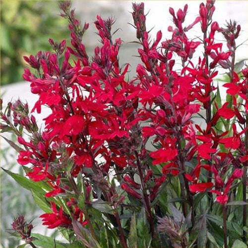 Lobelia speciosa ‘Starship Scarlet’ | 10 Pelletted Seeds