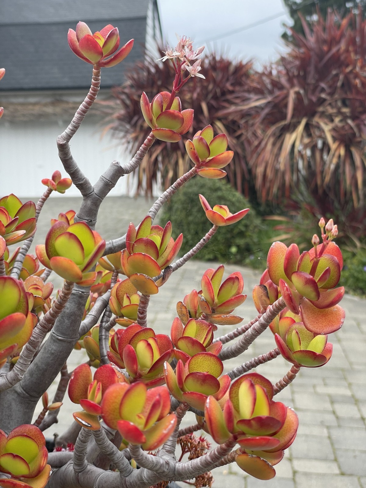 Crassula Ovata Jade Plant Rare Succulent Easy Care Live Plant 1-Cutting 2-3″
