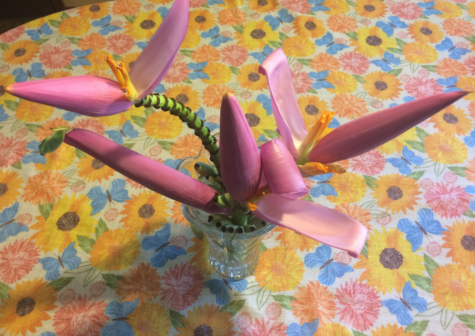 Winter Hardy North American Banana Tree -Beautiful,Fruiting,Homesteading,Organic