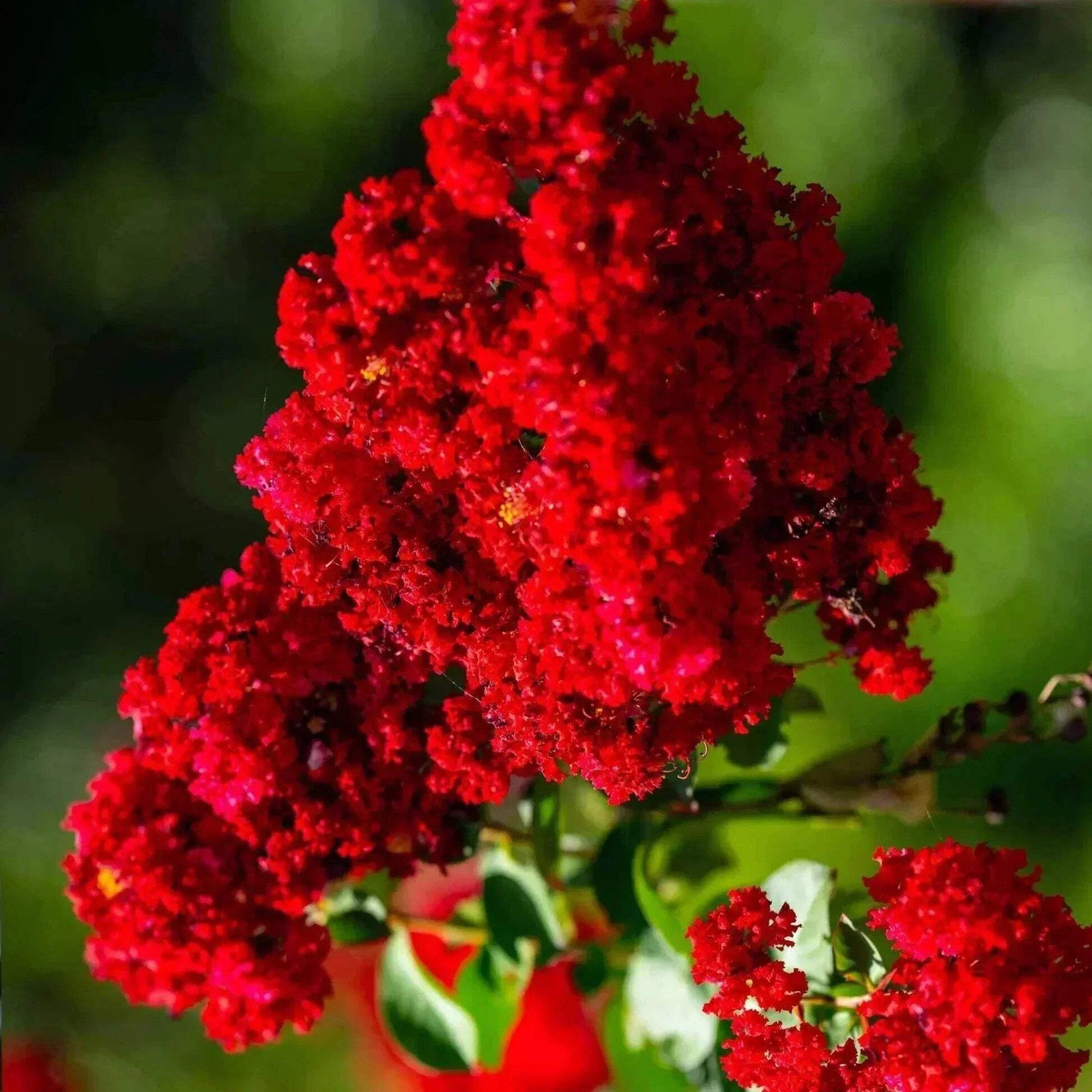 Elizabethanne Red Passion™ Crape Myrtle: For the Lovers of True Red