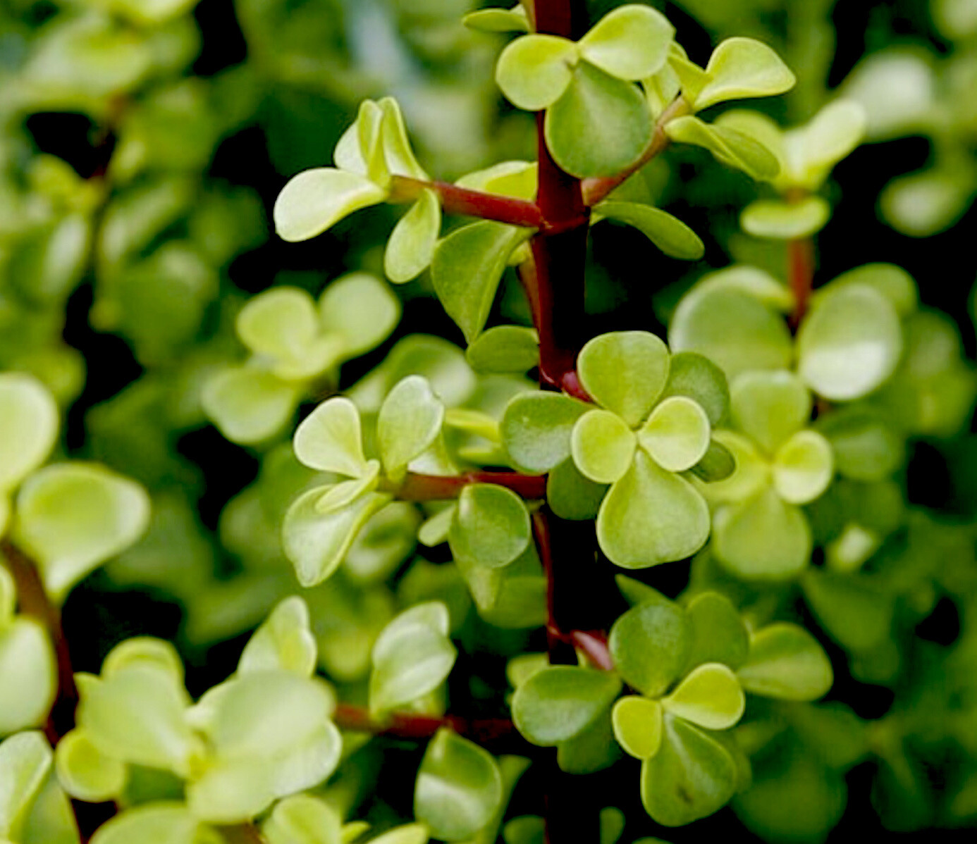 Green/Red stem jade PORTUCALARIA AFFRA bonsai plant 20