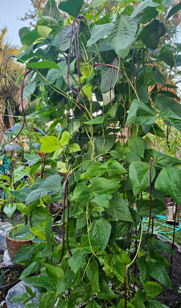 Oriental Red Noodle Bean / Red Yardlong Seeds (25) / ORGANIC / FLORIDA GROWN