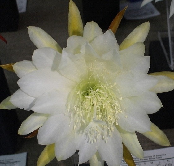 Epiphyllum, Orchid Cactus, ” LUNAR LIGHTS “, Don’s Quart pots JUNE/2