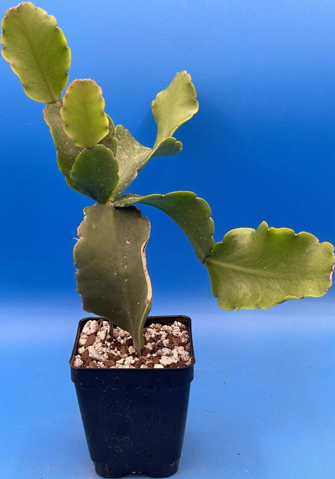 Rhipsalis Oblonga Cactus Ready For Hanging Basket – Well-Rooted In 3.5″ Pot!